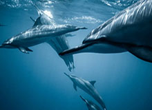 db真人百家乐-欧国联小组赛结局：西意法比进4强 威尔士升入甲级